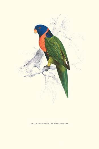 Scarlet-Collared Parakeet Vintage Art Print by Edward Lear