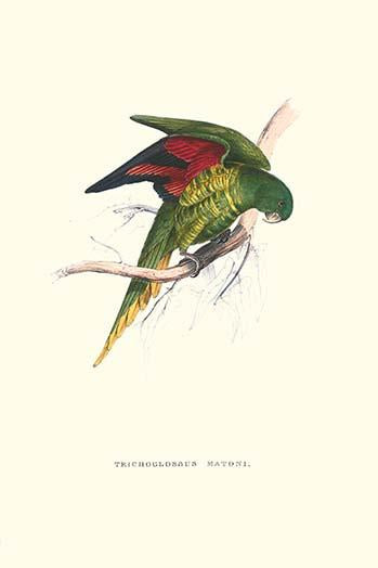 Lesser Maton's Parakeet vintage art print by Edward Lear