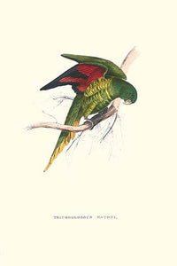 Lesser Maton's Parakeet vintage art print by Edward Lear
