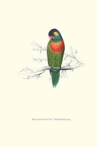 Variegated Parakeet vintage art print by Edward Lear.