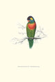 Variegated Parakeet vintage art print by Edward Lear.