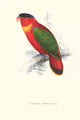Black-Capped Lory vintage art poster print by Edward Lear