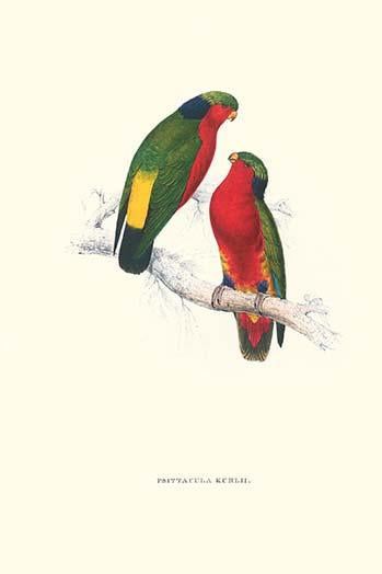 Kuhl's Parakeet vintage art print by Edward Lear