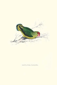 Abyssinian Parakeet vintage art print by Edward Lear, vibrant reproduction.