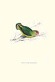 Abyssinian Parakeet vintage art print by Edward Lear, vibrant reproduction.