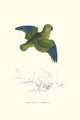 Collared Parakeet vintage art print by Edward Lear, vibrant colors and detailed reproduction.