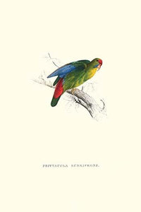 Red-Fronted Parakeet Vintage Art Print by Edward Lear