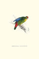 Red-Fronted Parakeet Vintage Art Print by Edward Lear