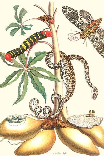Sphingid Moth, Rustic Sphinx Moth, and Amazon Tree Boa Poster Print by Maria Sibylla Merian