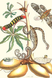 Sphingid Moth, Rustic Sphinx Moth, and Amazon Tree Boa Poster Print by Maria Sibylla Merian