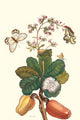 Cashew Apple Tree branch with echo moth and clearwing butterfly poster print by Maria Sibylla Merian.