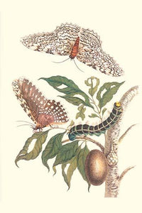 Limbo Tree, White Witch Moth, and Hawkmoth poster print by Maria Sibylla Merian