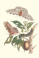 Limbo Tree, White Witch Moth, and Hawkmoth poster print by Maria Sibylla Merian