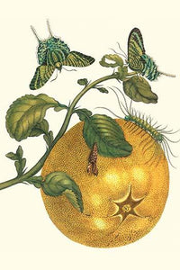Citrus Maxima and Urania Leilus Art Print by Maria Sibylla Merian