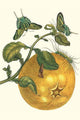 Citrus Maxima and Urania Leilus Art Print by Maria Sibylla Merian