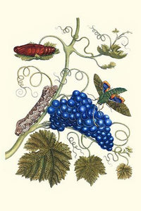 Vitis vinifera with Eumorpha labruscae poster print by Maria Sibylla Merian, showcasing a detailed illustration of grapevine and moth.
