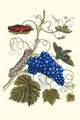 Vitis vinifera with Eumorpha labruscae poster print by Maria Sibylla Merian, showcasing a detailed illustration of grapevine and moth.