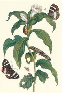 Costus Arabicus & Telchin Licus Art Print by Maria Sibylla Merian