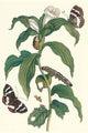 Costus Arabicus & Telchin Licus Art Print by Maria Sibylla Merian