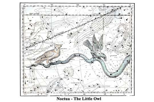 Noctua constellation poster print by Alexander Jamieson