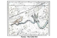 Noctua constellation poster print by Alexander Jamieson