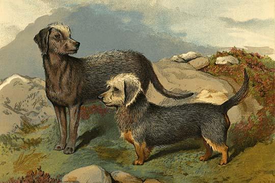 Bedlington & Dinmont Terriers Poster Print by Vero Shaw
