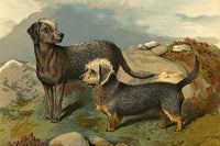 Bedlington & Dinmont Terriers Poster Print by Vero Shaw