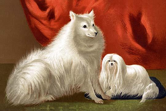 Pomeranian and Maltese Vintage Art Poster Print by Vero Shaw