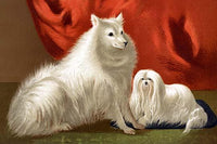 Pomeranian and Maltese Vintage Art Poster Print by Vero Shaw