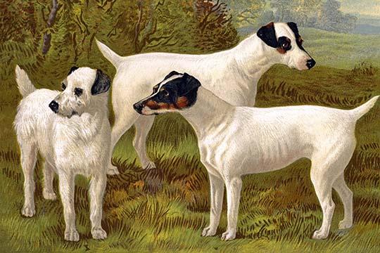 Fox Terriers Vintage Art Print by Vero Shaw