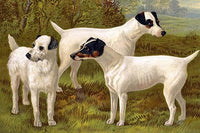 Fox Terriers Vintage Art Print by Vero Shaw