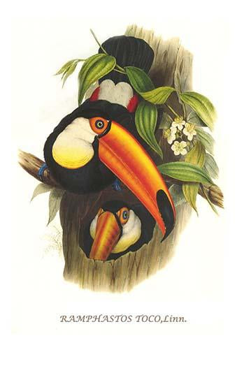 Ramphastos Toco vintage art print by John Gould, vibrant bird illustration.