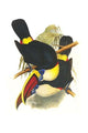 Ramphastos Tucanus Tucanus Poster Print by John Gould showcasing a colorful toucan.