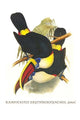 Ramphastos tucanus tucanus poster print by John Gould