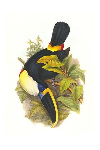 Ramphastos tucanus cuvieri Poster Print by John Gould showcasing vibrant colors and intricate details.
