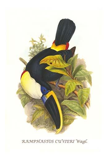 Ramphastos Tucanus Cuvieri Poster Print by John Gould, featuring a colorful toucan.