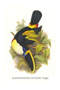 Ramphastos Tucanus Cuvieri Poster Print by John Gould, featuring a colorful toucan.