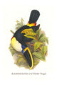 Ramphastos Tucanus Cuvieri Poster Print by John Gould, featuring a colorful toucan.