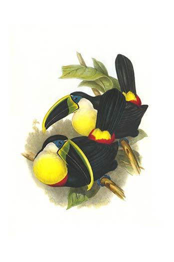 Ramphastos vitelinus citrolaemus poster print by John Gould featuring a vibrant toucan.