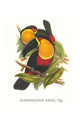 Vintage art print of Ramphastos Vitrinllinus Ariel by John Gould