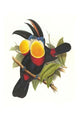 Ramphastos Vitrinus Vitrinus Poster Print by John Gould, featuring vibrant colors and intricate details of a toucan.