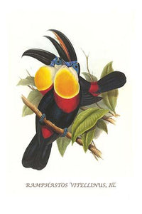 Ramphastos Vitrinus Vitrinus Poster Print by John Gould featuring a colorful Red-billed Toucan.
