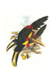 Pteroglossus Araracari Aracari Poster Print by John Gould displaying vibrant colors and detailed illustration.