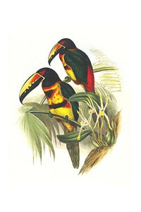 Pteroglossus torquatus torquatus Poster Print by John Gould, colorful bird artwork.