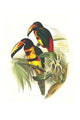 Pteroglossus torquatus torquatus Poster Print by John Gould, colorful bird artwork.