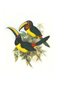 Pteroglossus inscriptus humboldti poster print by John Gould