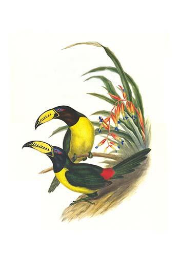 Pteroglossus inscriptus inscruptus poster print by John Gould
