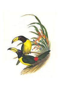 Pteroglossus inscriptus inscruptus poster print by John Gould