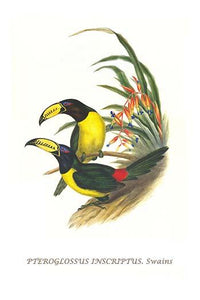 Pteroglossus inscriptus inscruptus poster print by John Gould, vibrant bird illustration.