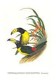 Pteroglossus inscriptus inscruptus poster print by John Gould, vibrant bird illustration.